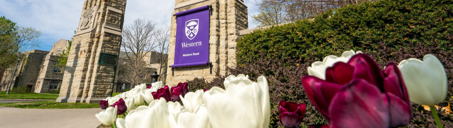 White and purple Tulips in front on the Western University entrance